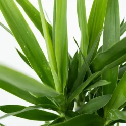 Plant in a Box Palmlelie met mand - Yucca elephantipes - Hoogte 70-80cm - ⌀21cm