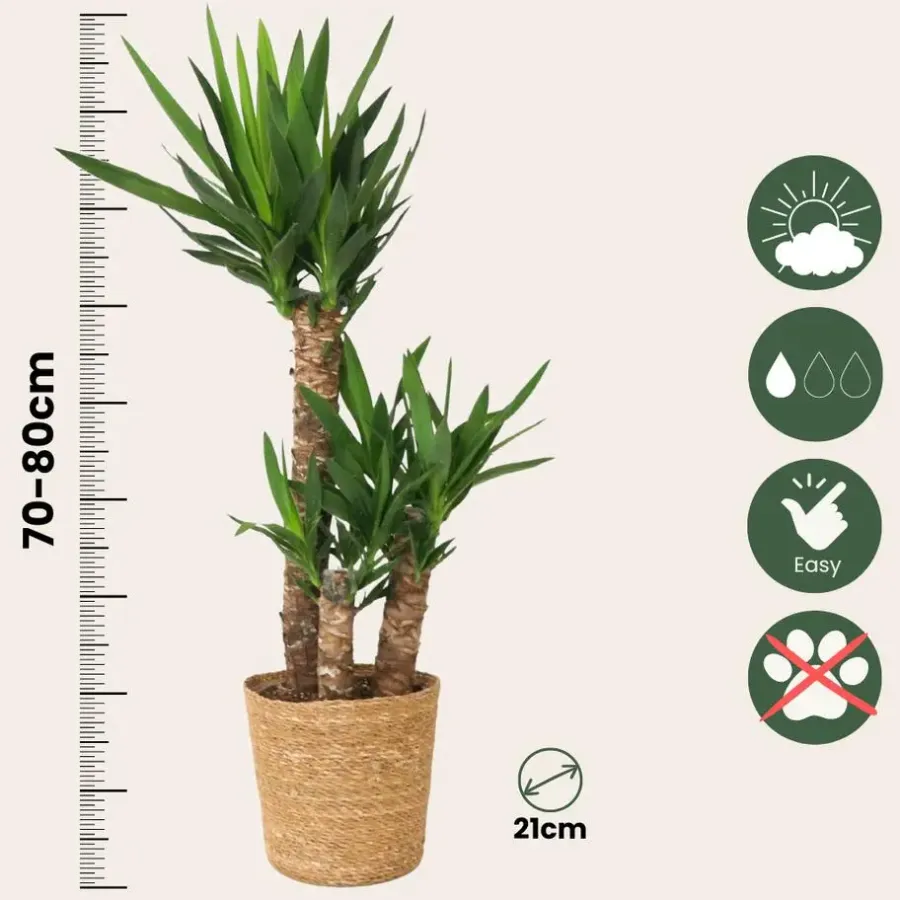 Plant in a Box Palmlelie met mand - Yucca elephantipes - Hoogte 70-80cm - ⌀21cm