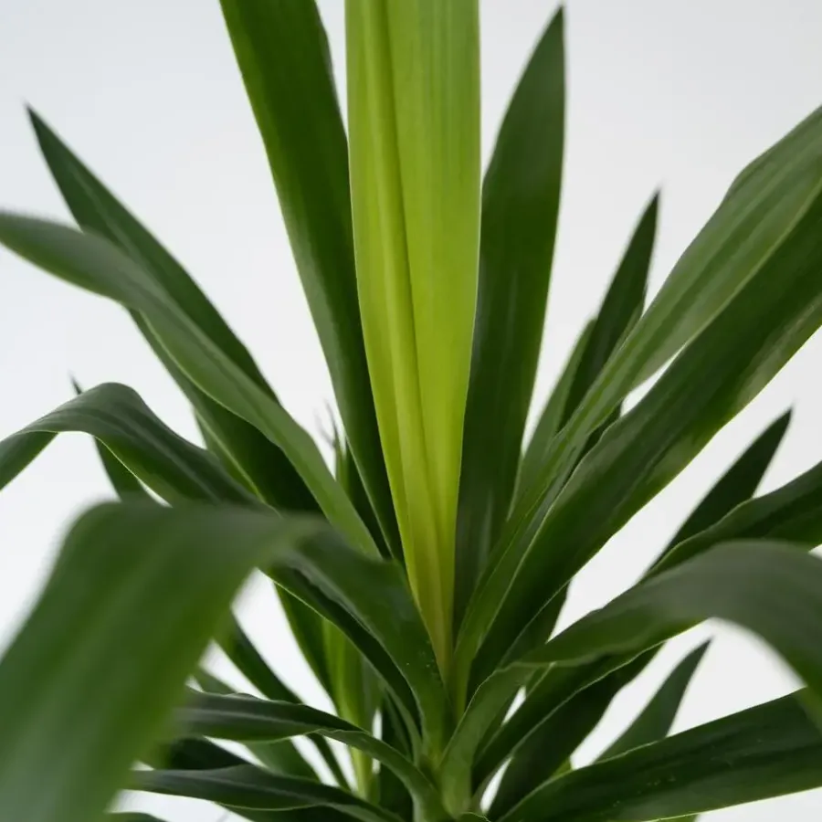 Plant in a Box Palmlelie met mand - Yucca elephantipes - Hoogte 70-80cm - ⌀21cm