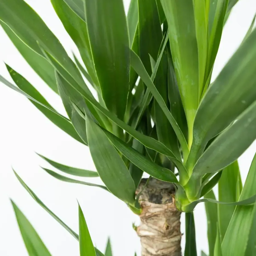 Plant in a Box Palmlelie met mand - Yucca elephantipes - Hoogte 70-80cm - ⌀21cm