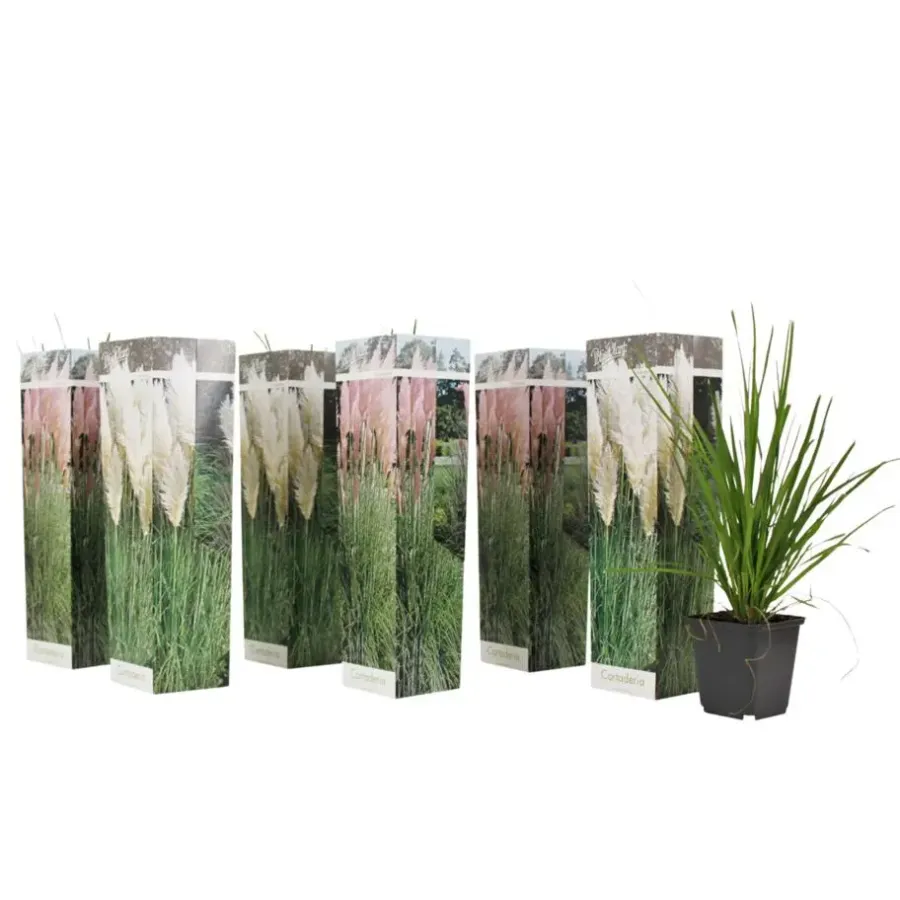 Plant in a Box Pampasgras - Set van 6 - Cortaderia selloana - Hoogte 25-40cm - ⌀9cm