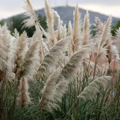 Plant in a Box Pampasgras - Set van 6 - Cortaderia selloana - Hoogte 25-40cm - ⌀9cm