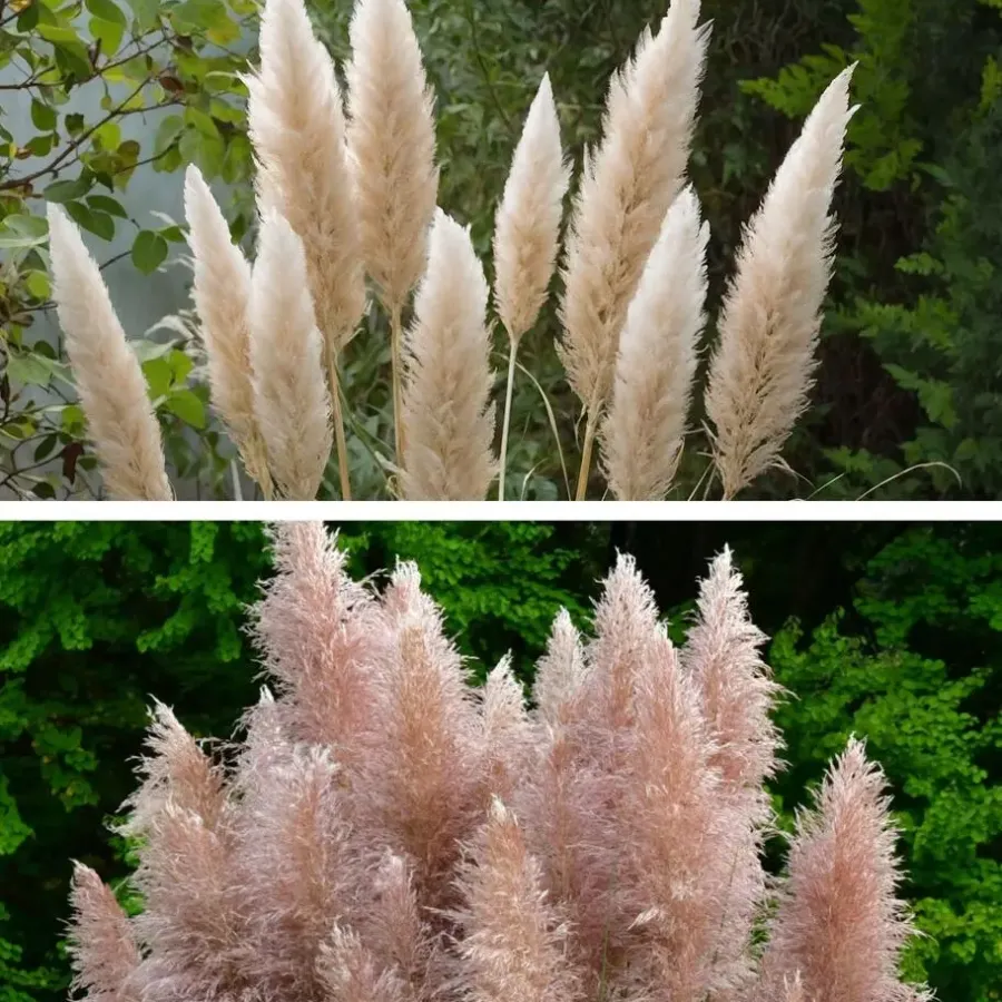 Plant in a Box Pampasgras - Set van 6 - Cortaderia selloana - Hoogte 25-40cm - ⌀9cm