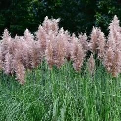 Plant in a Box Pampasgras - Set van 6 - Cortaderia selloana - Hoogte 25-40cm - ⌀9cm