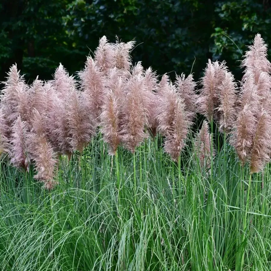 Plant in a Box Pampasgras - Set van 6 - Cortaderia selloana - Hoogte 25-40cm - ⌀9cm