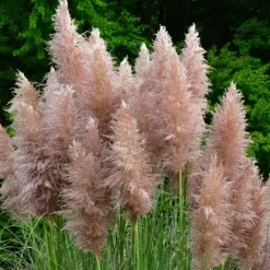 Plant in a Box Pampasgras - Set van 6 - Cortaderia selloana - Hoogte 25-40cm - ⌀9cm