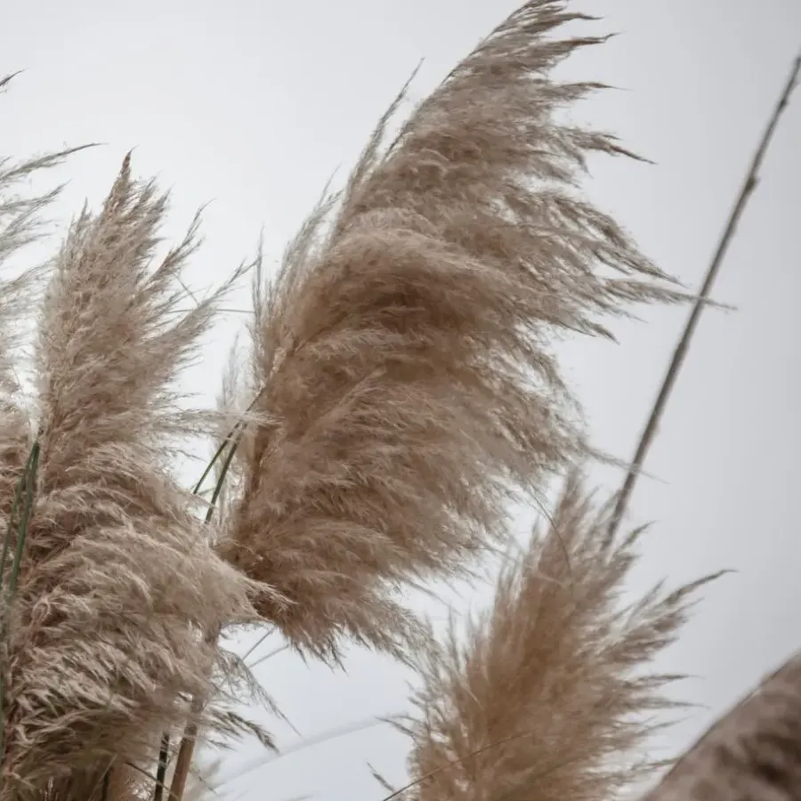 Plant in a Box Pampasgras - Set van 6 - Cortaderia selloana - Hoogte 25-40cm - ⌀9cm