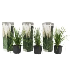 Tuinplanten-Plant in a Box Pampasgras - Set van 3 - Cortaderia selloana - Hoogte 25-40cm - ⌀9cm