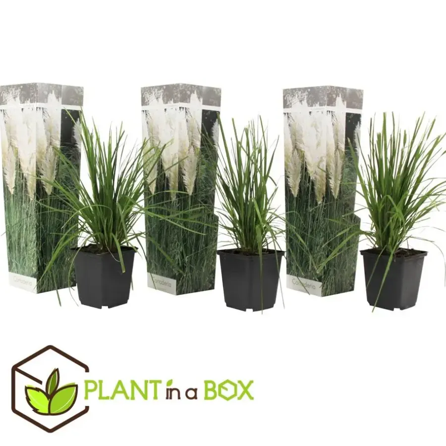 Tuinplanten-Plant in a Box Pampasgras - Set van 3 - Cortaderia selloana - Hoogte 25-40cm - ⌀9cm