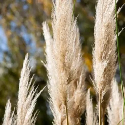 Tuinplanten-Plant in a Box Pampasgras - Set van 3 - Cortaderia selloana - Hoogte 25-40cm - ⌀9cm