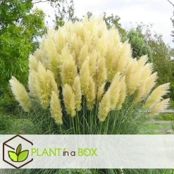 Tuinplanten-Plant in a Box Pampasgras - Set van 3 - Cortaderia selloana - Hoogte 25-40cm - ⌀9cm