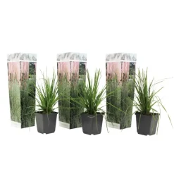 Planten|Tuinplanten-Plant in a Box Pampasgras - Set van 3 - Cortaderia selloana - Hoogte 25-40cm - ⌀9cm