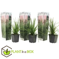 Planten|Tuinplanten-Plant in a Box Pampasgras - Set van 3 - Cortaderia selloana - Hoogte 25-40cm - ⌀9cm