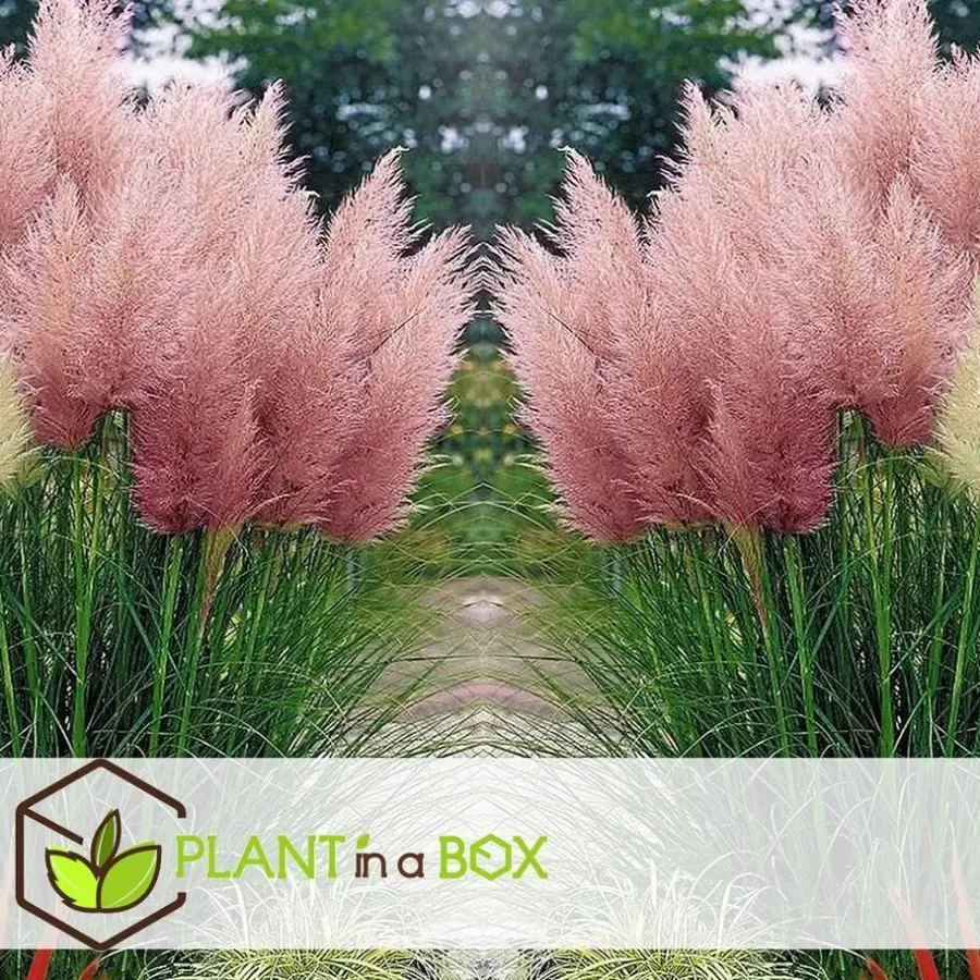 Planten|Tuinplanten-Plant in a Box Pampasgras - Set van 3 - Cortaderia selloana - Hoogte 25-40cm - ⌀9cm