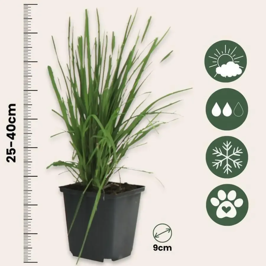 Planten|Tuinplanten-Plant in a Box Pampasgras - Set van 3 - Cortaderia selloana - Hoogte 25-40cm - ⌀9cm
