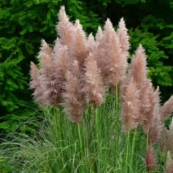 Planten|Tuinplanten-Plant in a Box Pampasgras - Set van 3 - Cortaderia selloana - Hoogte 25-40cm - ⌀9cm