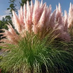 Plant in a Box Pampasgras - Set van 6 - Cortaderia selloana - Hoogte 25-40cm - ⌀9cm