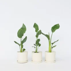 Kamerplanten-Plant in a Box Paradijsvogelbloem - Set van 3 - Strelitzia reginea - Hoogte 25-40cm - ⌀9cm