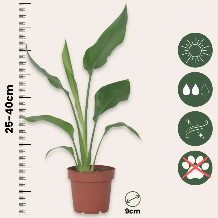 Kamerplanten-Plant in a Box Paradijsvogelbloem - Set van 3 - Strelitzia reginea - Hoogte 25-40cm - ⌀9cm