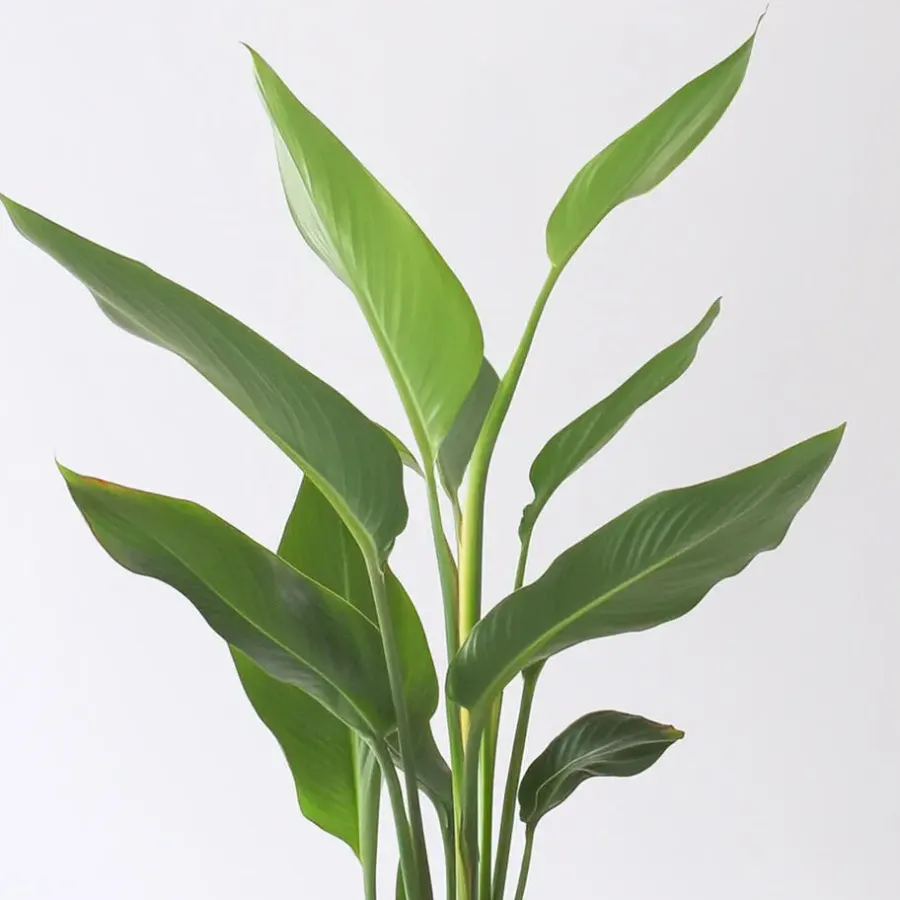 Kamerplanten-Plant in a Box Paradijsvogelbloem - Set van 3 - Strelitzia reginea - Hoogte 25-40cm - ⌀9cm