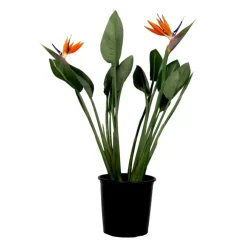 Kamerplanten-Plant in a Box Paradijsvogelbloem - Strelitzia reginae - met bloemen - Hoogte 70-100cm - Ø19cm