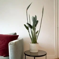 Kamerplanten-Plant in a Box Paradijsvogelbloem - Strelitzia reginae - met bloemen - Hoogte 70-100cm - Ø19cm