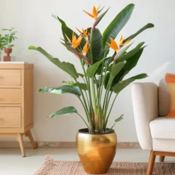Kamerplanten-Plant in a Box Paradijsvogelbloem - Strelitzia reginae - met bloemen - Hoogte 70-100cm - Ø19cm
