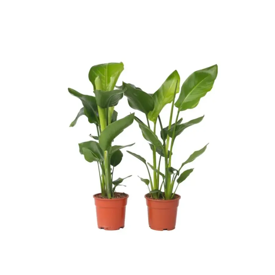 Kamerplanten-Plant in a Box Paradijsvogelplant - Set van 2 - Strelitzia nicolai - Hoogte 55-70cm - ⌀17cm