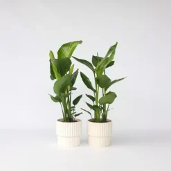 Kamerplanten-Plant in a Box Paradijsvogelplant - Set van 2 - Strelitzia nicolai - Hoogte 55-70cm - ⌀17cm