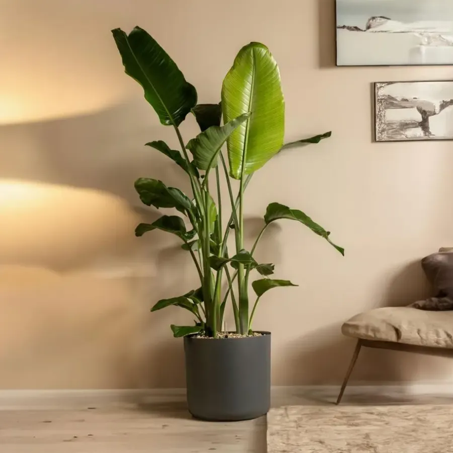 Kamerplanten-Plant in a Box Paradijsvogelplant - Set van 2 - Strelitzia nicolai - Hoogte 55-70cm - ⌀17cm