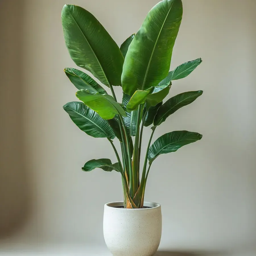 Kamerplanten-Plant in a Box Paradijsvogelplant - Set van 2 - Strelitzia nicolai - Hoogte 55-70cm - ⌀17cm