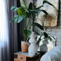 Kamerplanten-Plant in a Box Paradijsvogelplant - Set van 2 - Strelitzia nicolai - Hoogte 55-70cm - ⌀17cm