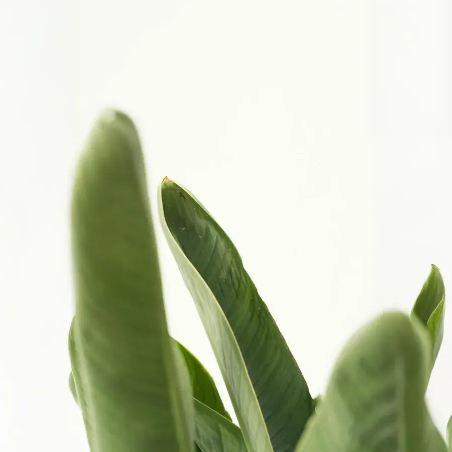 Kamerplanten-Plant in a Box Paradijsvogelplant - Set van 2 - Strelitzia nicolai - Hoogte 55-70cm - ⌀17cm