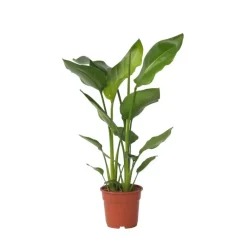 Kamerplanten-Plant in a Box Paradijsvogelplant - Strelitzia nicolai - Hoogte 55-70cm - ⌀17cm