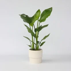 Kamerplanten-Plant in a Box Paradijsvogelplant - Strelitzia nicolai - Hoogte 55-70cm - ⌀17cm