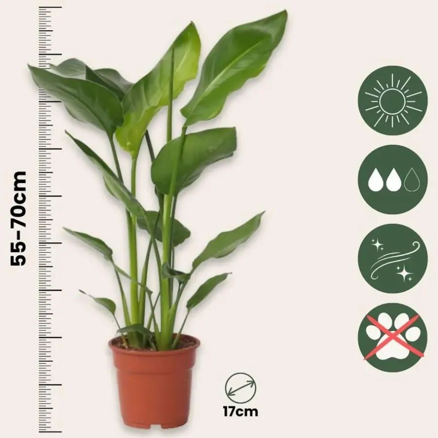 Kamerplanten-Plant in a Box Paradijsvogelplant - Strelitzia nicolai - Hoogte 55-70cm - ⌀17cm