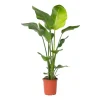 Plant in a Box Paradijsvogelplant - Strelitzia nicolai - Hoogte 90-110cm - ⌀21cm