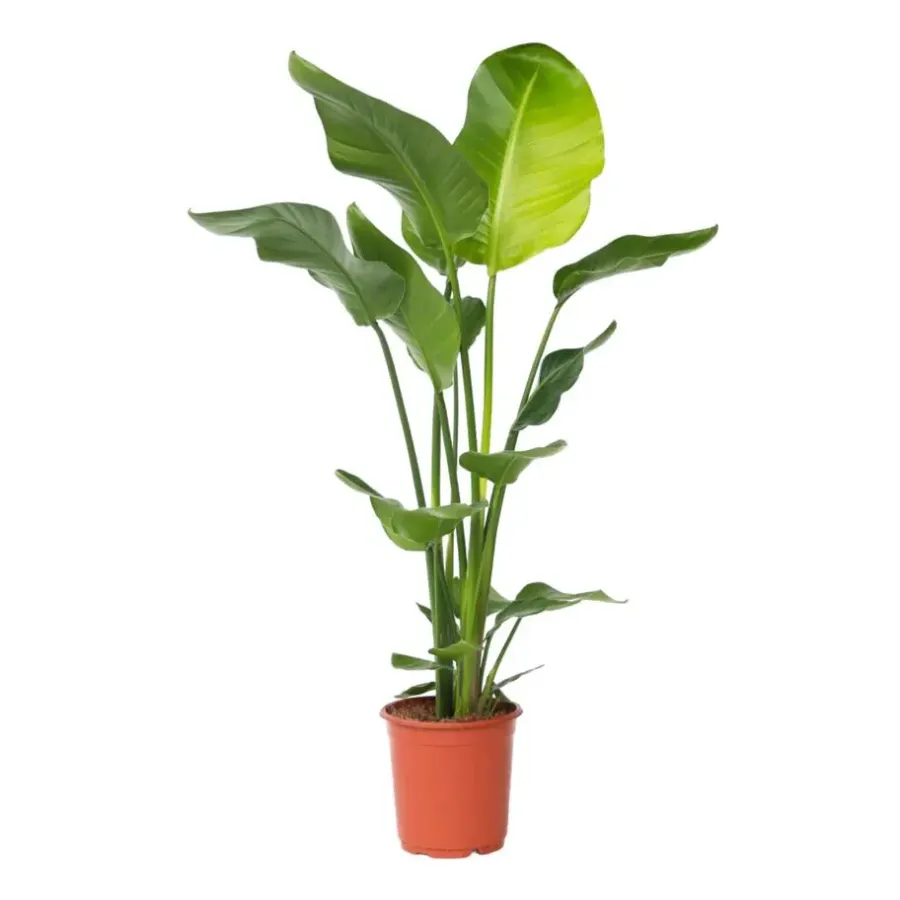 Plant in a Box Paradijsvogelplant - Strelitzia nicolai - Hoogte 90-110cm - ⌀21cm