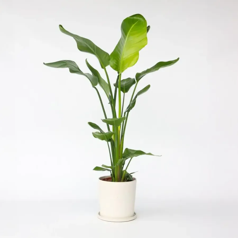 Plant in a Box Paradijsvogelplant - Strelitzia nicolai - Hoogte 90-110cm - ⌀21cm