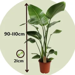 Plant in a Box Paradijsvogelplant - Strelitzia nicolai - Hoogte 90-110cm - ⌀21cm