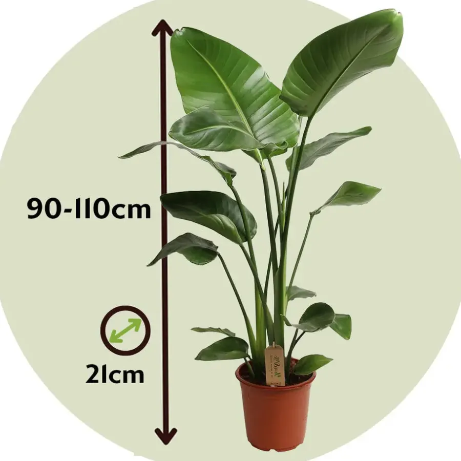 Plant in a Box Paradijsvogelplant - Strelitzia nicolai - Hoogte 90-110cm - ⌀21cm