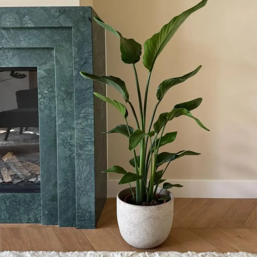 Plant in a Box Paradijsvogelplant - Strelitzia nicolai - Hoogte 90-110cm - ⌀21cm