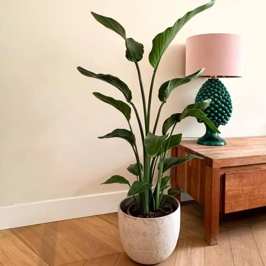 Plant in a Box Paradijsvogelplant - Strelitzia nicolai - Hoogte 90-110cm - ⌀21cm