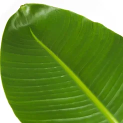 Plant in a Box Paradijsvogelplant - Strelitzia nicolai - Hoogte 90-110cm - ⌀21cm