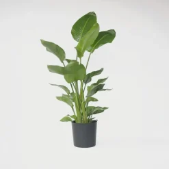 Kamerplanten-Plant in a Box Paradijsvogelplant - Strelitzia nicolai - Hoogte 150-170cm - ⌀28cm
