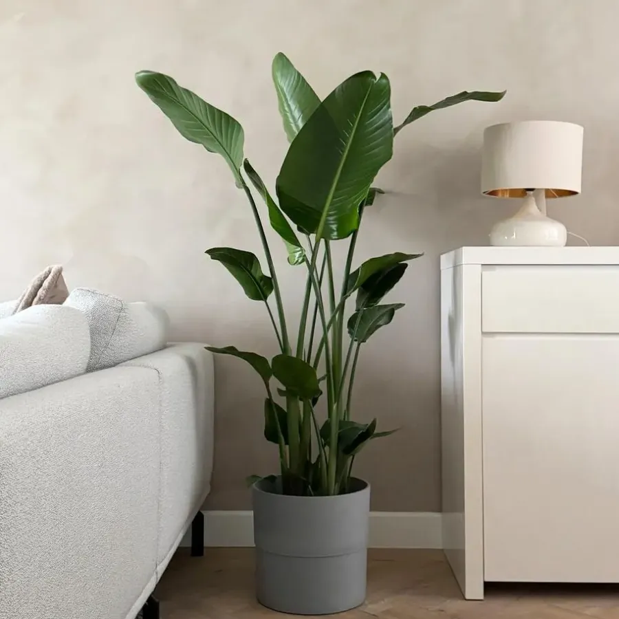 Kamerplanten-Plant in a Box Paradijsvogelplant - Strelitzia nicolai - Hoogte 150-170cm - ⌀28cm