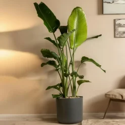 Kamerplanten-Plant in a Box Paradijsvogelplant - Strelitzia nicolai - Hoogte 150-170cm - ⌀28cm
