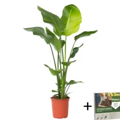 Plant in a Box Paradijsvogelplant - Strelitzia nicolai - Hoogte 90-110cm - ⌀21cm