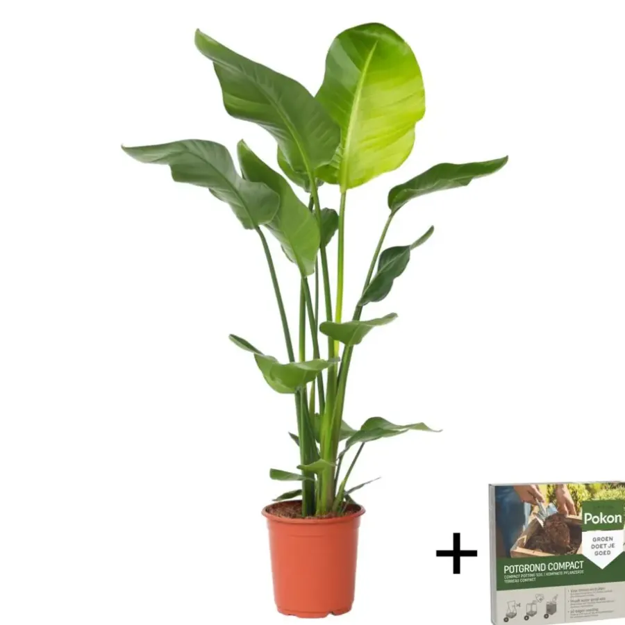 Plant in a Box Paradijsvogelplant - Strelitzia nicolai - Hoogte 90-110cm - ⌀21cm