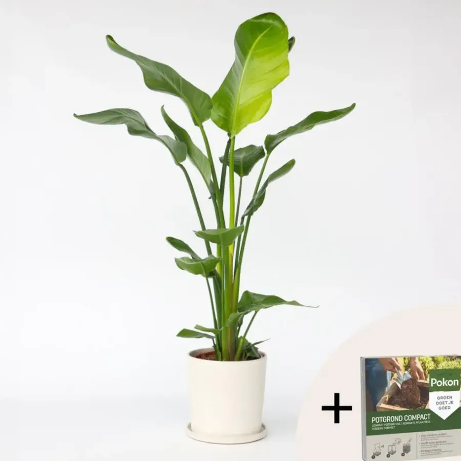 Plant in a Box Paradijsvogelplant - Strelitzia nicolai - Hoogte 90-110cm - ⌀21cm